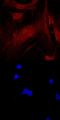 CCAAT Enhancer Binding Protein Alpha antibody, MAB7094, R&D Systems, Immunocytochemistry image 