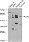 Retinoic Acid Receptor Gamma antibody, 22-948, ProSci, Western Blot image 