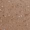 Leucine-rich repeat neuronal protein 3 antibody, HPA043820, Atlas Antibodies, Immunohistochemistry paraffin image 