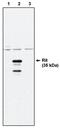 Ras Like Without CAAX 1 antibody, MBS395250, MyBioSource, Western Blot image 