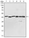 Pyruvate Dehydrogenase Kinase 1 antibody, ab110025, Abcam, Western Blot image 