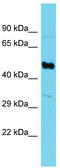 GTP-specific succinyl-CoA synthetase subunit beta antibody, TA333887, Origene, Western Blot image 