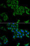 SMYD Family Member 5 antibody, 22-047, ProSci, Immunofluorescence image 
