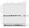 Nudix Hydrolase 21 antibody, 702871, Invitrogen Antibodies, Western Blot image 