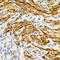 Ectodysplasin A antibody, LS-C332282, Lifespan Biosciences, Immunohistochemistry frozen image 