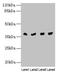 Transaldolase 1 antibody, LS-C212342, Lifespan Biosciences, Western Blot image 