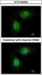 Cytochrome P450 Family 1 Subfamily B Member 1 antibody, GTX104424, GeneTex, Immunofluorescence image 