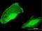 Pleckstrin Homology Domain Containing S1 antibody, H00079949-B01P, Novus Biologicals, Immunocytochemistry image 