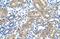 Transmembrane Protein 8B antibody, GTX47099, GeneTex, Immunohistochemistry paraffin image 