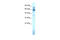 TATA-binding protein-associated factor 2N antibody, 27-294, ProSci, Western Blot image 