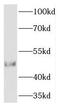 Transcobalamin 2 antibody, FNab08561, FineTest, Western Blot image 