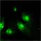 Karyopherin Subunit Beta 1 antibody, MA3-070, Invitrogen Antibodies, Immunofluorescence image 