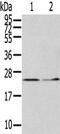 Inosine Triphosphatase antibody, CSB-PA274847, Cusabio, Western Blot image 
