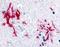 Olfactory receptor 8G2 antibody, NLS4355, Novus Biologicals, Immunohistochemistry frozen image 