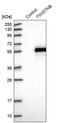 TWIST Neighbor antibody, PA5-53913, Invitrogen Antibodies, Western Blot image 