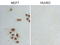 GATA Binding Protein 3 antibody, LS-C796985, Lifespan Biosciences, Immunocytochemistry image 