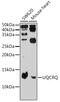 Ubiquinol-Cytochrome C Reductase Complex III Subunit VII antibody, GTX65607, GeneTex, Western Blot image 