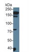 Agrin antibody, MBS2027261, MyBioSource, Western Blot image 