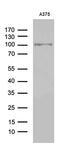 C2 Calcium Dependent Domain Containing 6 antibody, M32253, Boster Biological Technology, Western Blot image 