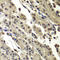 SUB1 Regulator Of Transcription antibody, LS-C346215, Lifespan Biosciences, Immunohistochemistry frozen image 