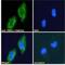 Transmembrane P24 Trafficking Protein 10 antibody, NBP2-75965, Novus Biologicals, Immunocytochemistry image 