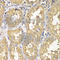 RAB5C, Member RAS Oncogene Family antibody, A7342, ABclonal Technology, Immunohistochemistry paraffin image 