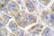 Integrin Subunit Beta 4 antibody, LS-C176641, Lifespan Biosciences, Immunohistochemistry frozen image 