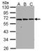 Fibroblast Growth Factor Receptor Like 1 antibody, LS-C185563, Lifespan Biosciences, Western Blot image 