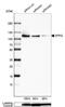 Splicing Factor Proline And Glutamine Rich antibody, NBP2-49147, Novus Biologicals, Western Blot image 