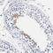 AKAP4 antibody, NBP1-89165, Novus Biologicals, Immunohistochemistry frozen image 