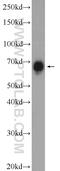 Bromodomain Containing 9 antibody, 24785-1-AP, Proteintech Group, Western Blot image 