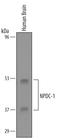 Neural Proliferation, Differentiation And Control 1 antibody, AF5489, R&D Systems, Western Blot image 