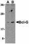 BCL2 Like 14 antibody, orb74509, Biorbyt, Western Blot image 