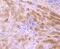 Transthyretin antibody, NBP2-67226, Novus Biologicals, Immunohistochemistry paraffin image 