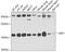 ADP Ribosylation Factor 1 antibody, GTX32454, GeneTex, Western Blot image 