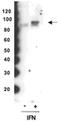 Signal transducer and activator of transcription 5A antibody, ADI-KAP-TF015-D, Enzo Life Sciences, Western Blot image 