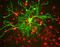 Neurofilament Light antibody, LS-C204554, Lifespan Biosciences, Immunocytochemistry image 