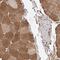 GTP Binding Protein 1 antibody, NBP1-89746, Novus Biologicals, Immunohistochemistry paraffin image 