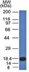 High Mobility Group Nucleosome Binding Domain 1 antibody, orb389014, Biorbyt, Western Blot image 