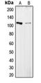 Collagen Type VI Alpha 2 Chain antibody, orb213763, Biorbyt, Western Blot image 