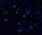 Caspase 10 antibody, 2408, QED Bioscience, Immunocytochemistry image 