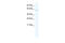 POU Class 2 Homeobox 1 antibody, 28-705, ProSci, Western Blot image 