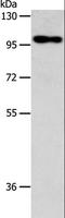 Actin Filament Associated Protein 1 antibody, LS-C404463, Lifespan Biosciences, Western Blot image 