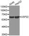 Ubiquitin carboxyl-terminal hydrolase 22 antibody, MBS127838, MyBioSource, Western Blot image 