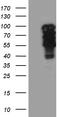 T-Box 3 antibody, LS-C795853, Lifespan Biosciences, Western Blot image 