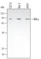 Component Of Inhibitor Of Nuclear Factor Kappa B Kinase Complex antibody, AF3768, R&D Systems, Western Blot image 