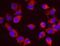 5'-3' Exoribonuclease 1 antibody, NB500-191, Novus Biologicals, Proximity Ligation Assay image 