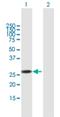 RNA Binding Motif Protein 38 antibody, H00055544-B02P, Novus Biologicals, Western Blot image 