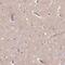 TMEM235 antibody, PA5-62878, Invitrogen Antibodies, Immunohistochemistry paraffin image 