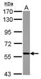 WD Repeat Domain 49 antibody, NBP2-20894, Novus Biologicals, Western Blot image 